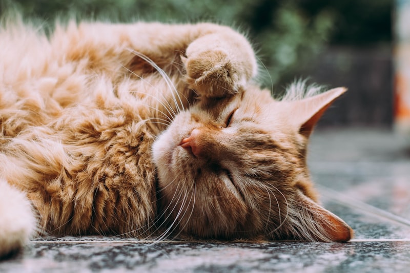 Chat
