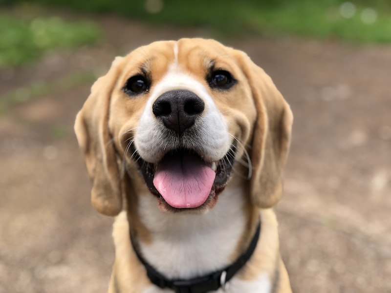Chien