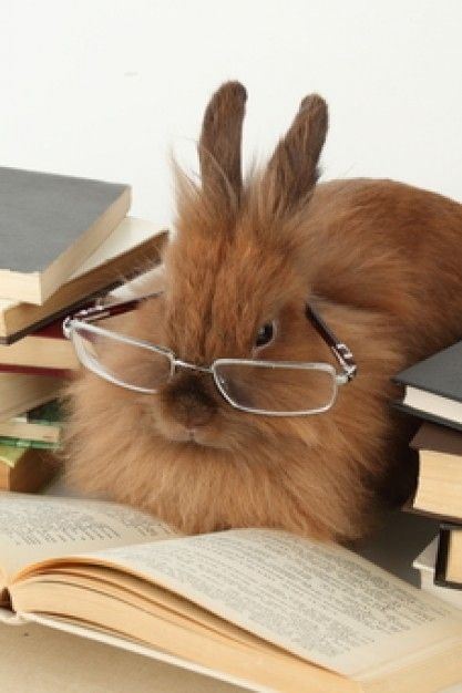 Lapin portant des lunettes devant un livre ouvert