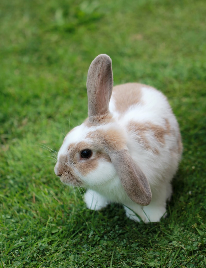 Lapin