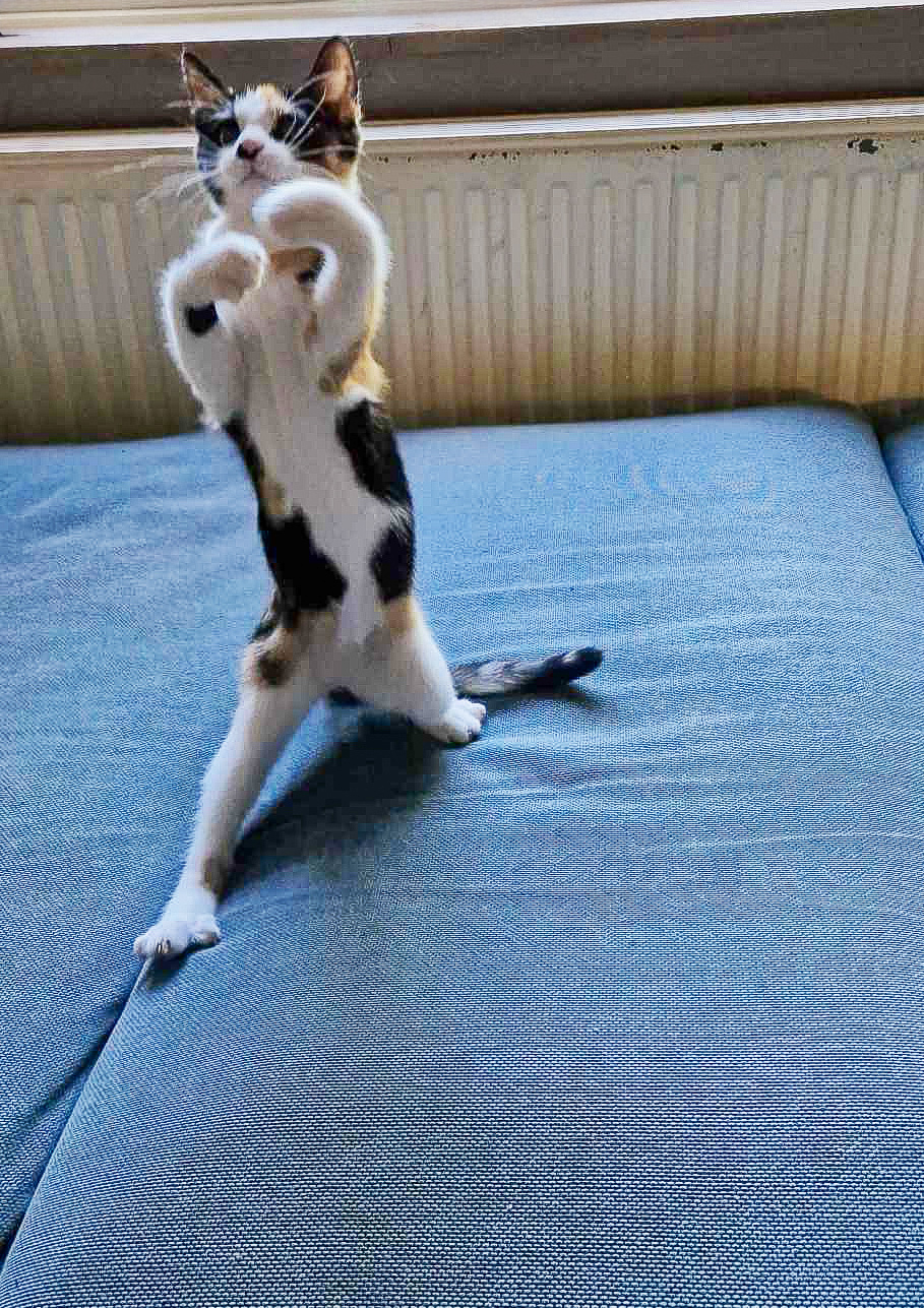 Lulu dressée sur ses pattes arrière dans une pose de boxe